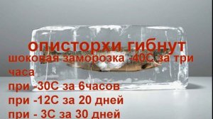 КАК УБИТЬ всех возможных ПАРАЗИТОВ В РЫБЕ