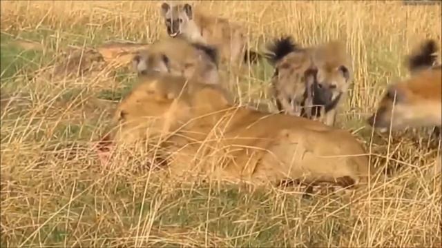 Лев против Крокодила?! Ожесточенные сражения Крокодила ПРОТИВ Льва, Леопарда, Гиены. смотреть онлайн