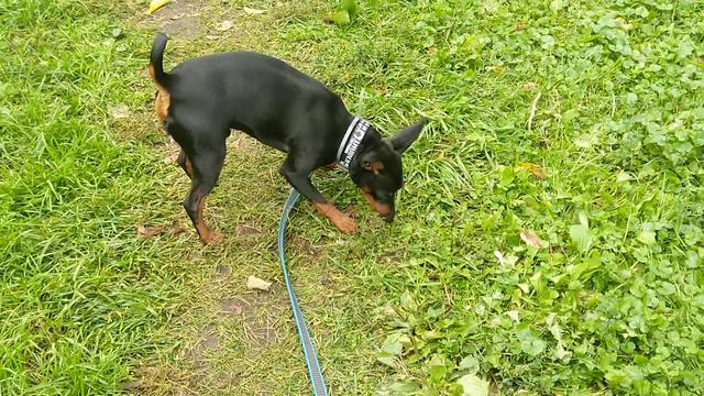 цвергпинчер идёт по следу... смотреть онлайн