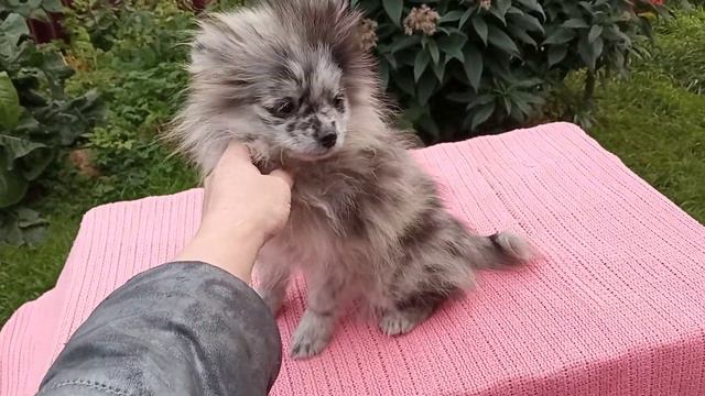 голубой мерле девочка. 89037100053 вотсап. #рекомендации #померанскийшпиц #шпиц #шикарные #она смотреть онлайн