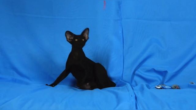 Cats oriental, Fanny video ОРИЕНТАЛ, самая добрая и необыкновенная порода кошек