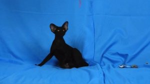 Cats oriental, Fanny video ОРИЕНТАЛ, самая добрая и необыкновенная порода кошек