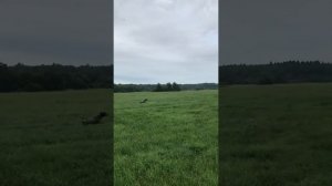 Работа курцхаара по дупелю.