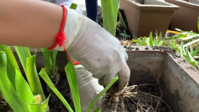 How To Grow Crinum Asiaticum | Planting Crinum Asiaticum Plants | Growing Crinum Plants from Bulb смотреть онлайн