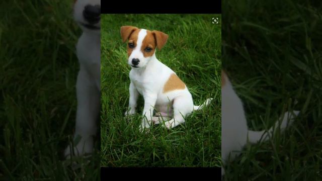 Кратко о том как растёт джек-рассел-терьер😘😍СТАВЬ ЛАЙК🙏🙏 смотреть онлайн