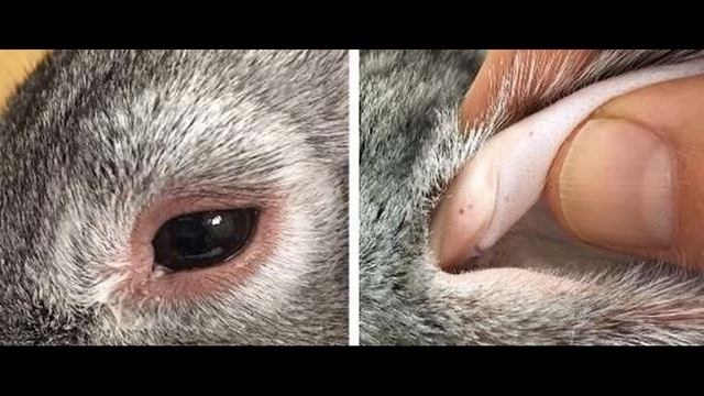 Лечение миксоматоза у кроликов в домашних условиях смотреть онлайн