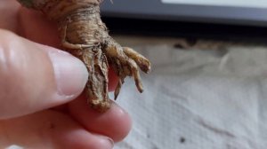 Проблемы с корнями у кактусов. Что делать?