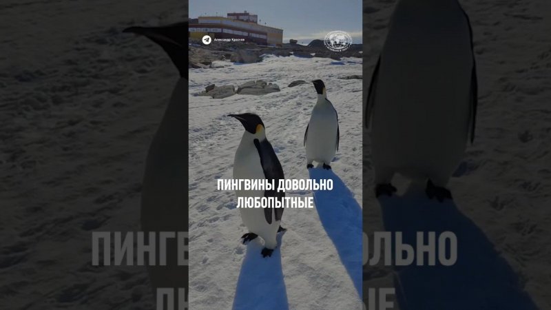 Инспектируют территорию?  #природа #животные #пингвины