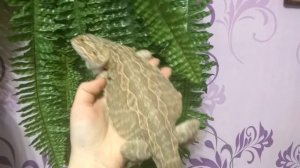 Бородатая агама, крупный самец.