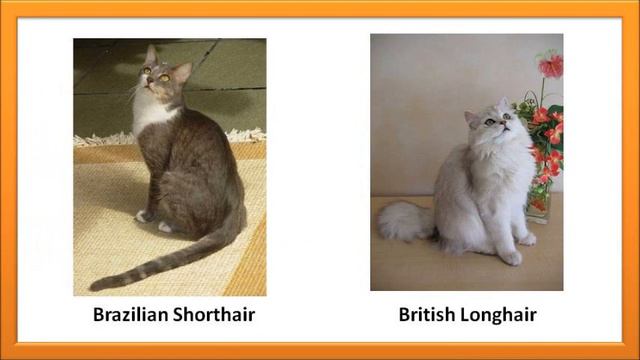 Cute kitten breeds part 1 смотреть онлайн