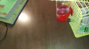 Что делать если у Хомяка гной в глазках🐹