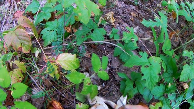 Лиса хотела утащить наши грибы Подберезовики, Волнушки и Грузди. Грибы Самарской области / mushroom смотреть онлайн
