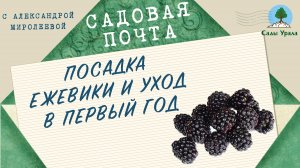 Садовая почта: Уход за ежевикой в первый год. Выпуск 22