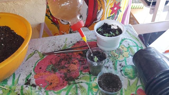 10.03.23пикируем эустому. смотреть онлайн