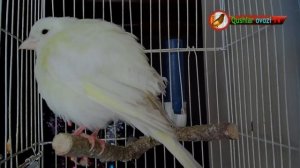 Canary Song For Training Training Young Canaries e Singing Birds How Canary Canary Sings