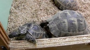 Греческая черепаха (Testudo graeca) таранит среднеазиатскую