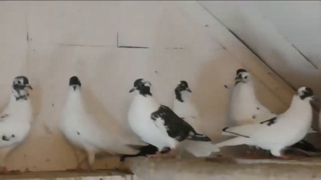 Свердловские высоколетные голуби! В гостях у Сергея Махнёва. Ноябрь 2018 год.