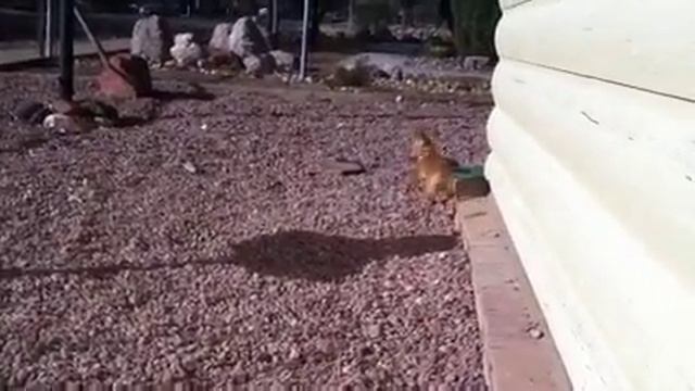 My baby petunia смотреть онлайн