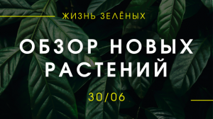 Обзор новых растений 30/06