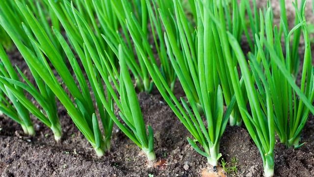 ЛУЧШЕ ЧЕМ НАВОЗ И БЕСПЛАТНО! ПОЧВА СТАНОВИТСЯ ОЧЕНЬ ПЛОДОРОДНОЙ! смотреть онлайн