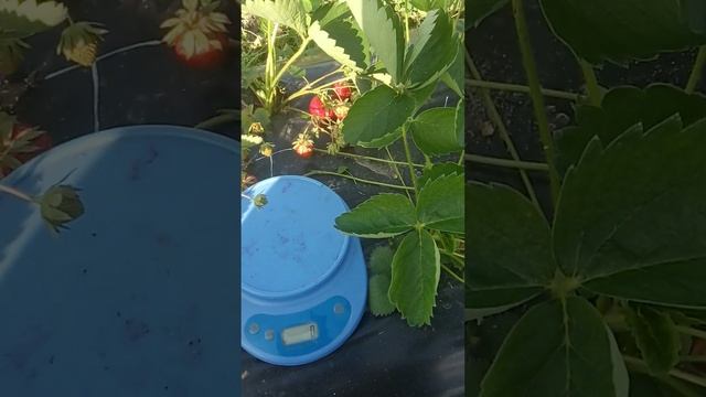 Клубника ТВИСТ. Очень вкусная новинка 2023 года ! смотреть онлайн