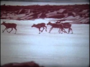 В тундре Северной Америки