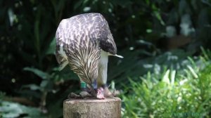 Philippine Eagle ("Mindanao") feeding 3/3