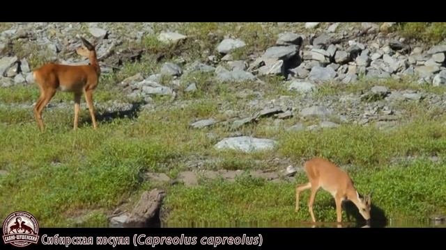 Сибирская косуля