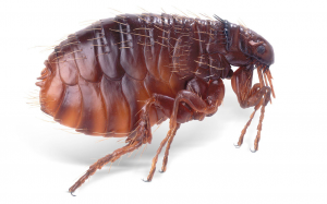 Как избавиться от вшей в домашних условиях