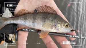 Душевный Наноджиг после недельного перерыва. Curious Fish.