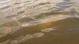 Ловля карпа на диком водоёме. Карпфишинг в завоз. В погоне за диким трофеем #3.