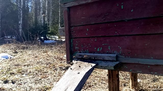 Из мира пчел.Работы пчел .Интересно знать смотреть онлайн