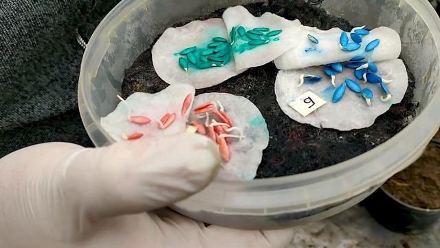 Рассада огурцов. Как обеспечить дружные и быстрые всходы! смотреть онлайн