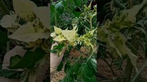 Миля лунного света - сорт томата