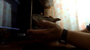 Как сделать чучело из щучьей головы