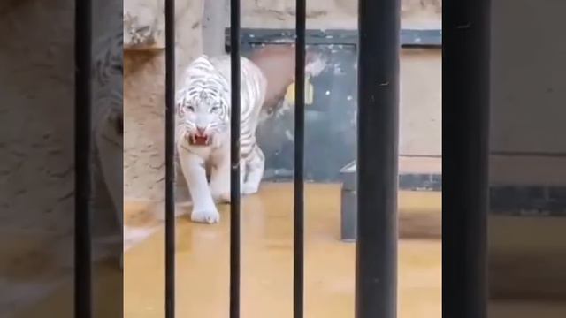 Грозный оскал Тигра! 😴💪🤗Ягуары и тигры в Софийском зоопарке,!! смотреть онлайн