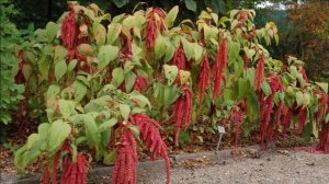 Выращивание амаранта из семян как бизнес идея