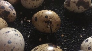 Вылупление перепела (Фараон)