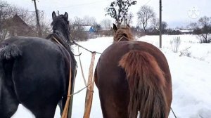 Лошади в санях, лошадь боится автомобилей пока...