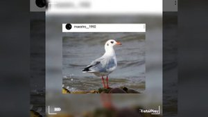 птицы Краснодарского края