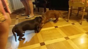 Две таксы# Матвей и Лютик# Таксы# мои собаки#люблю такс# две таксы в семье# моя старшая сестра#