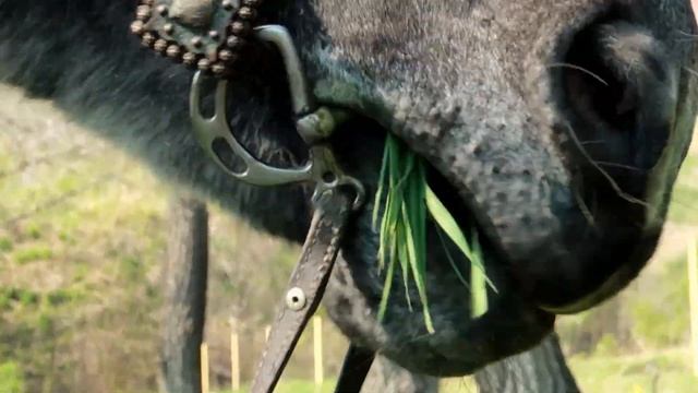 САМЫЙ ХУДШИЙ ВЛОГ / Сто ошибок блогера или как я провожу свое время / Городские в деревне смотреть онлайн