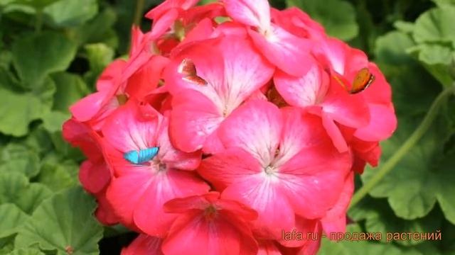 Пеларгония зональный Роуз Биколор (rose bicolor) ? обзор: как сажать, семена пеларгонии Роуз Биколо смотреть онлайн