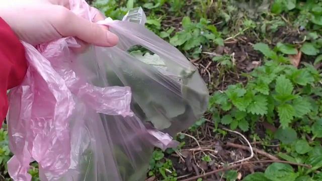 Какую траву можно улиткам/Сколько даю травы?/ Хотела приготовить вкусняшки улиткам смотреть онлайн