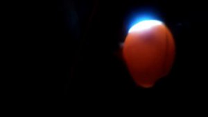 Овоскопирование яиц индоутки на 11 день