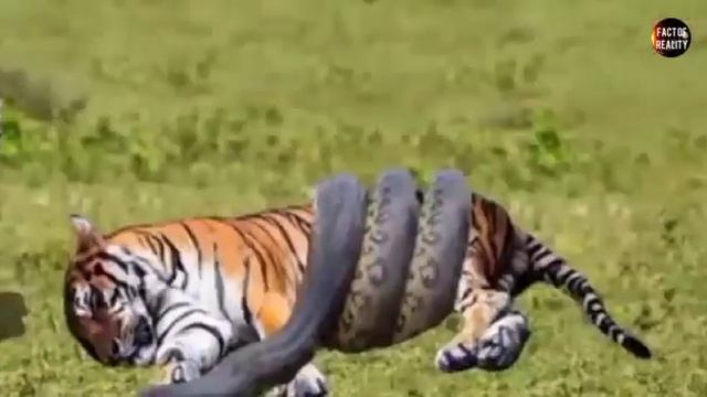 Tiger Vs Anaconda ||बाघ Vs अजगर || Tiger Vs Python || Anaconda Vs Tiger || Python Vs Tiger . смотреть онлайн