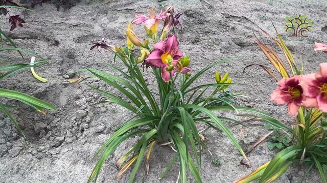 Обзор лилейников в полях Егорьевского питомника Никитенко Александра смотреть онлайн