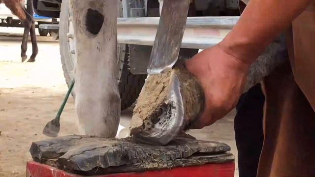 驴蹄四年不修成了“破鞋”，天残地缺还掉渣，切掉一口一块换新鞋【农村张卜】 смотреть онлайн