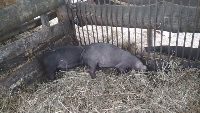 Купил замечательных свинушек. смотреть онлайн