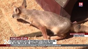 В зооуголке появились лисы-корсаки